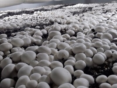 Ivanjica - Mladi bračni par uzgaja šampinjone