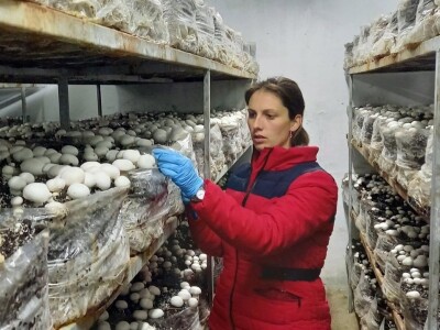 Ivanjica - Mladi bračni par uzgaja šampinjone