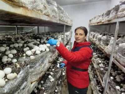 Ivanjica - Mladi bračni par uzgaja šampinjone