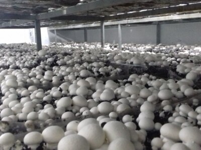 Ivanjica - Mladi bračni par uzgaja šampinjone