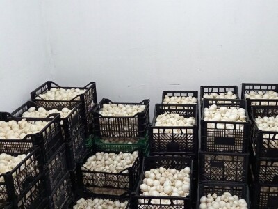 Ivanjica - Mladi bračni par uzgaja šampinjone