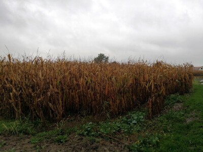 Ivica Baranašić pomno planira razvoj svog gospodarstva u Malom Otoku kraj Legrada