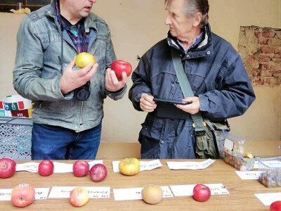 Ivica Kadić, čuvar starih sorti voća