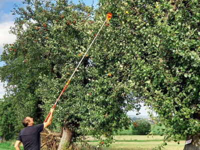 Ivica Kadić, čuvar starih sorti voća