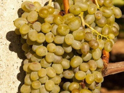 Izvor fotografije: Ivica Milan WEB arhiva Izvor fotografije: Ivica Milan WEB arhiva