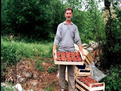 Ivica Radonić transportira svoje jagode tek ubrane na kiši