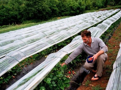 Ivica Radonja bere vrgoračke jagode u svom jagodnjaku