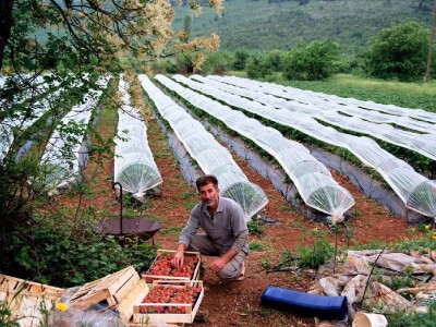 Ivica Radonić i po kiši bere jagode u Orahu kod Vrgorca