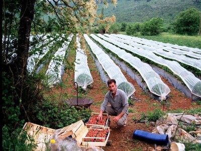 Ivica Radonić u svom jagodnjaku u Orahu