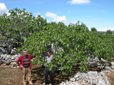 Ivo Begić sa sinom u smokviku obiteljskog poljoprivrednog godpodarstva
