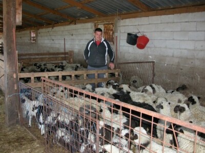 Ivi s janjcima u štali na farmi Obrt Masle