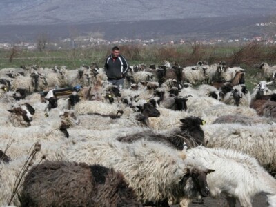 Ivo Masle i njegovo stado ovaca u Sinjskom polju