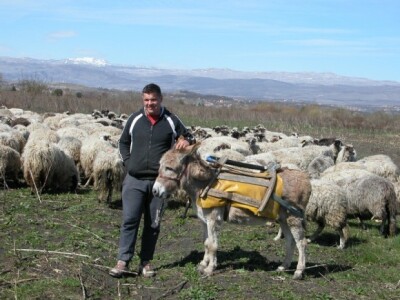 Nasmijani Ivo Masle sa svojim stadom ovaca i magaricom Lenkom u Sinjskom polju