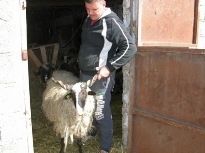 Ivo Masle pokazuje najznažnijeg ovna u svom stadu