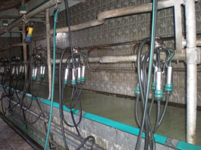 Savremeno izmuzište Vučetićima olakšava posao