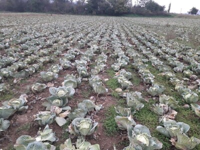 Iz bojazni da neće imati kome prodati kupus, proizvođači sami obaraju cijenu
