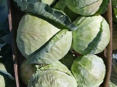 Iz bojazni da neće imati kome prodati kupus, proizvođači sami obaraju cijenu