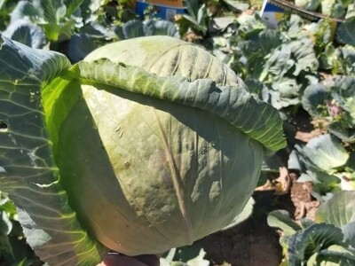 Iz bojazni da neće imati kome prodati kupus, proizvođači sami obaraju cijenu