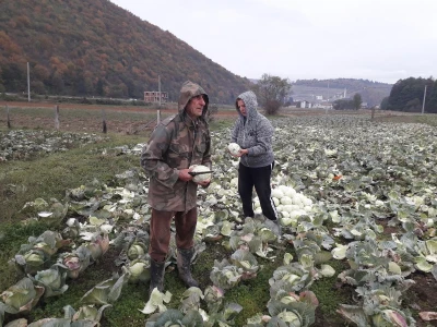 Iz bojazni da neće imati kome prodati kupus, proizvođači sami obaraju cijenu