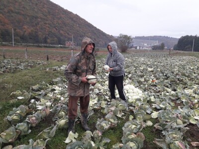 Iz bojazni da neće imati kome prodati kupus, proizvođači sami obaraju cijenu