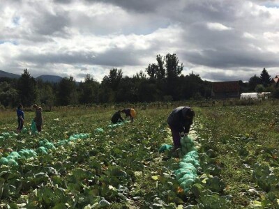 Iz bojazni da neće imati kome prodati kupus, proizvođači sami obaraju cijenu