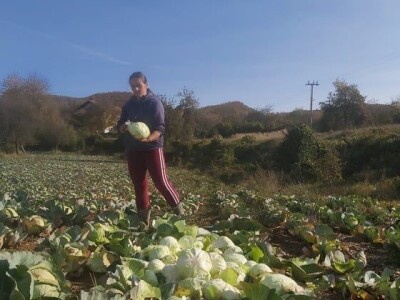 Iz bojazni da neće imati kome prodati kupus, proizvođači sami obaraju cijenu