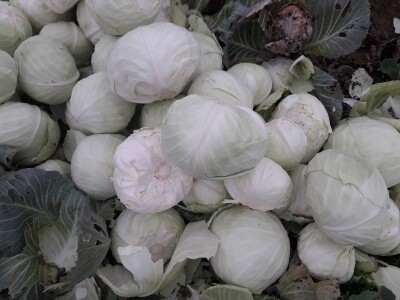 Iz bojazni da neće imati kome prodati kupus, proizvođači sami obaraju cijenu