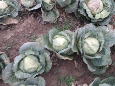 Iz bojazni da neće imati kome prodati kupus, proizvođači sami obaraju cijenu