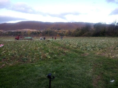 Iz bojazni da neće imati kome prodati kupus, proizvođači sami obaraju cijenu