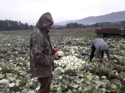 Iz bojazni da neće imati kome prodati kupus, proizvođači sami obaraju cijenu