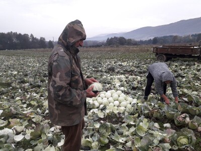 Iz bojazni da neće imati kome prodati kupus, proizvođači sami obaraju cijenu