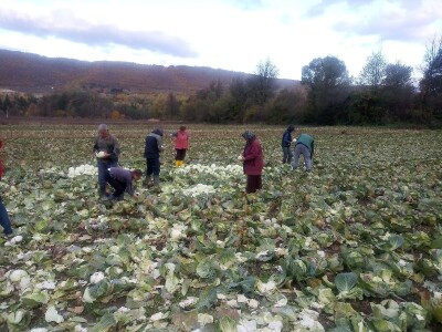 Iz bojazni da neće imati kome prodati kupus, proizvođači sami obaraju cijenu