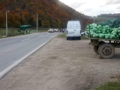 Iz bojazni da neće imati kome prodati kupus, proizvođači sami obaraju cijenu