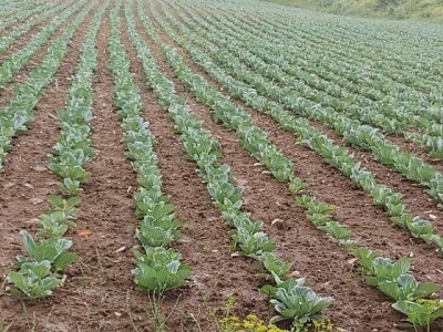 Iz bojazni da neće imati kome prodati kupus, proizvođači sami obaraju cijenu