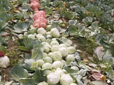 Iz bojazni da neće imati kome prodati kupus, proizvođači sami obaraju cijenu