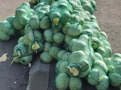 Iz bojazni da neće imati kome prodati kupus, proizvođači sami obaraju cijenu