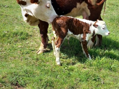 Iz evropskih štala do djedovine: Gazdinstvo Željka Zeca