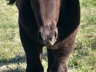 Iz evropskih štala do djedovine: Gazdinstvo Željka Zeca
