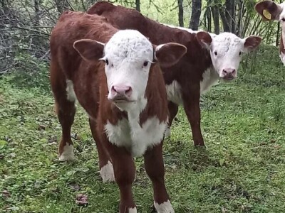 Iz evropskih štala do djedovine: Gazdinstvo Željka Zeca