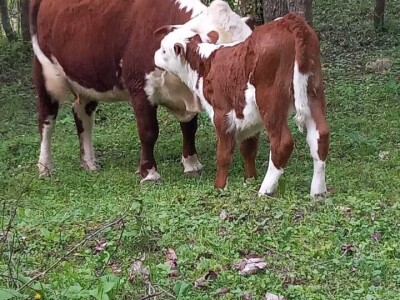 Iz evropskih štala do djedovine: Gazdinstvo Željka Zeca