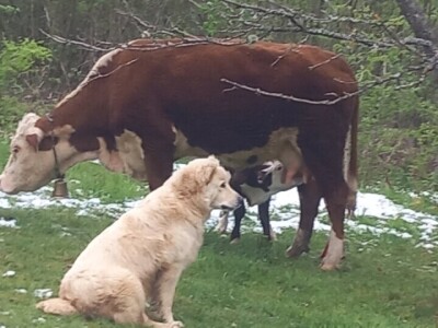 Iz evropskih štala do djedovine: Gazdinstvo Željka Zeca
