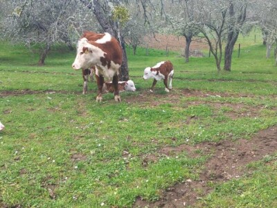Iz evropskih štala do djedovine: Gazdinstvo Željka Zeca
