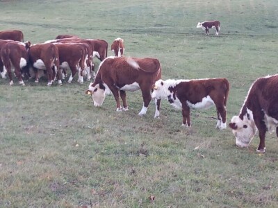 Iz evropskih štala do djedovine: Gazdinstvo Željka Zeca