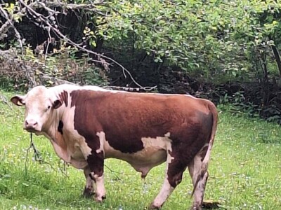 Iz evropskih štala do djedovine: Gazdinstvo Željka Zeca