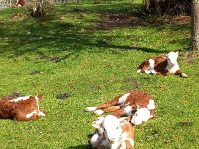 Iz evropskih štala do djedovine: Gazdinstvo Željka Zeca