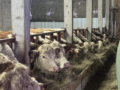 Iz evropskih štala do djedovine: Gazdinstvo Željka Zeca