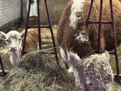 Iz evropskih štala do djedovine: Gazdinstvo Željka Zeca