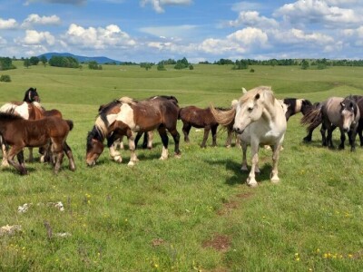 Iz evropskih štala do djedovine: Gazdinstvo Željka Zeca