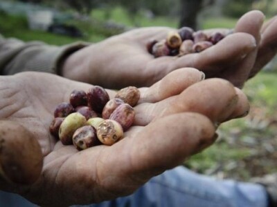 Usahli i izbušeni maslinovi plodovi (maslinov svrdlaš)