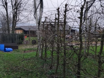 Izdanci iz dunje kao podloge krušaka